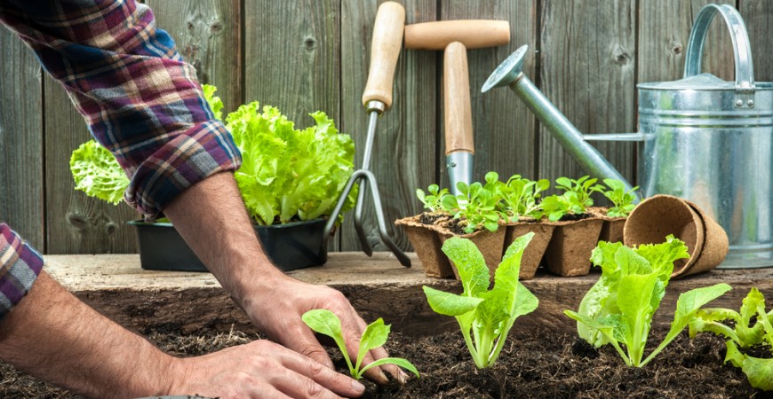 hands-planting-lettuce-garden